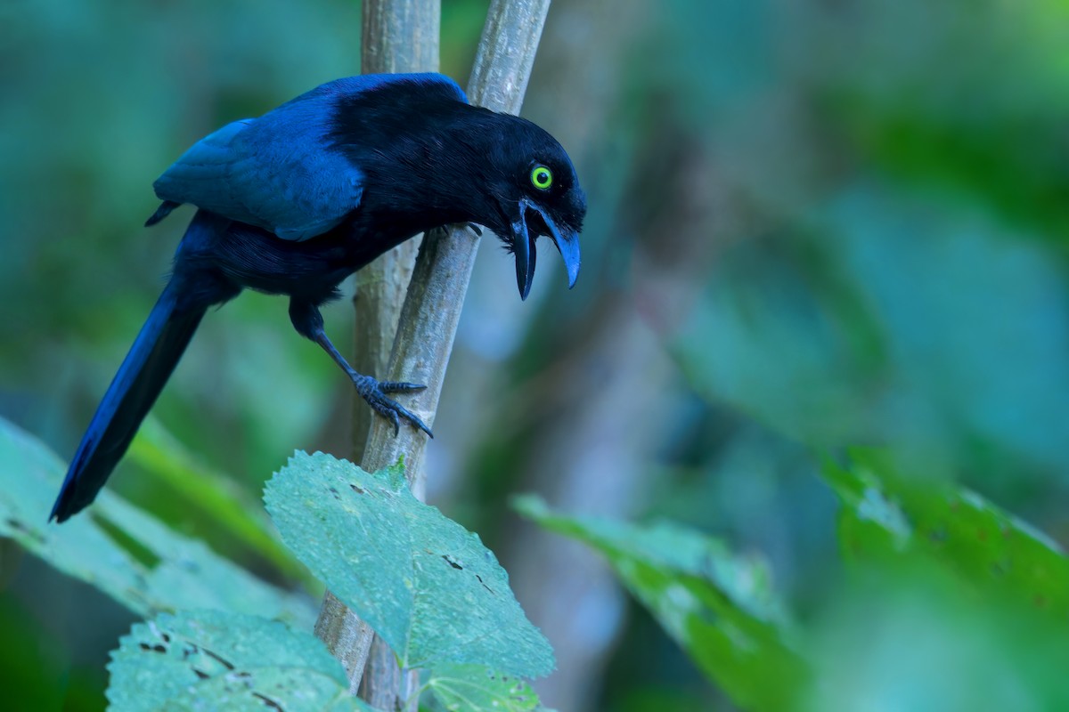 Bushy-crested Jay - ML599738521