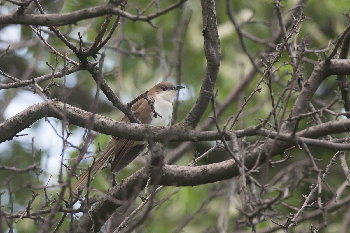 Black-billed Cuckoo - ML59973871