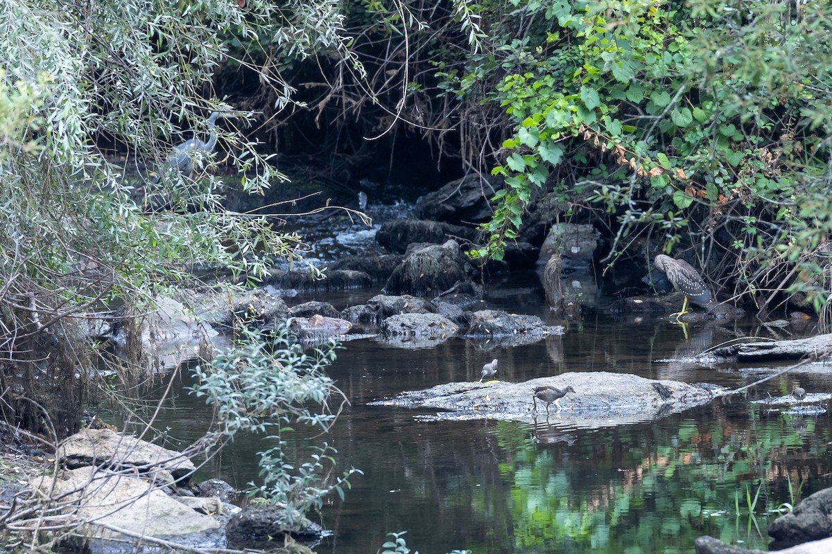 Eurasian Moorhen - ML599739301