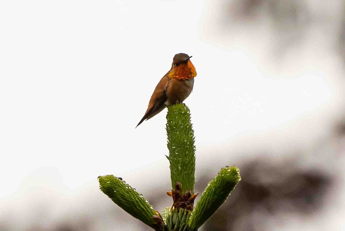 Rufous Hummingbird - Ann Van Sant