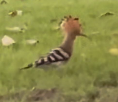 Eurasian Hoopoe - ML599739811