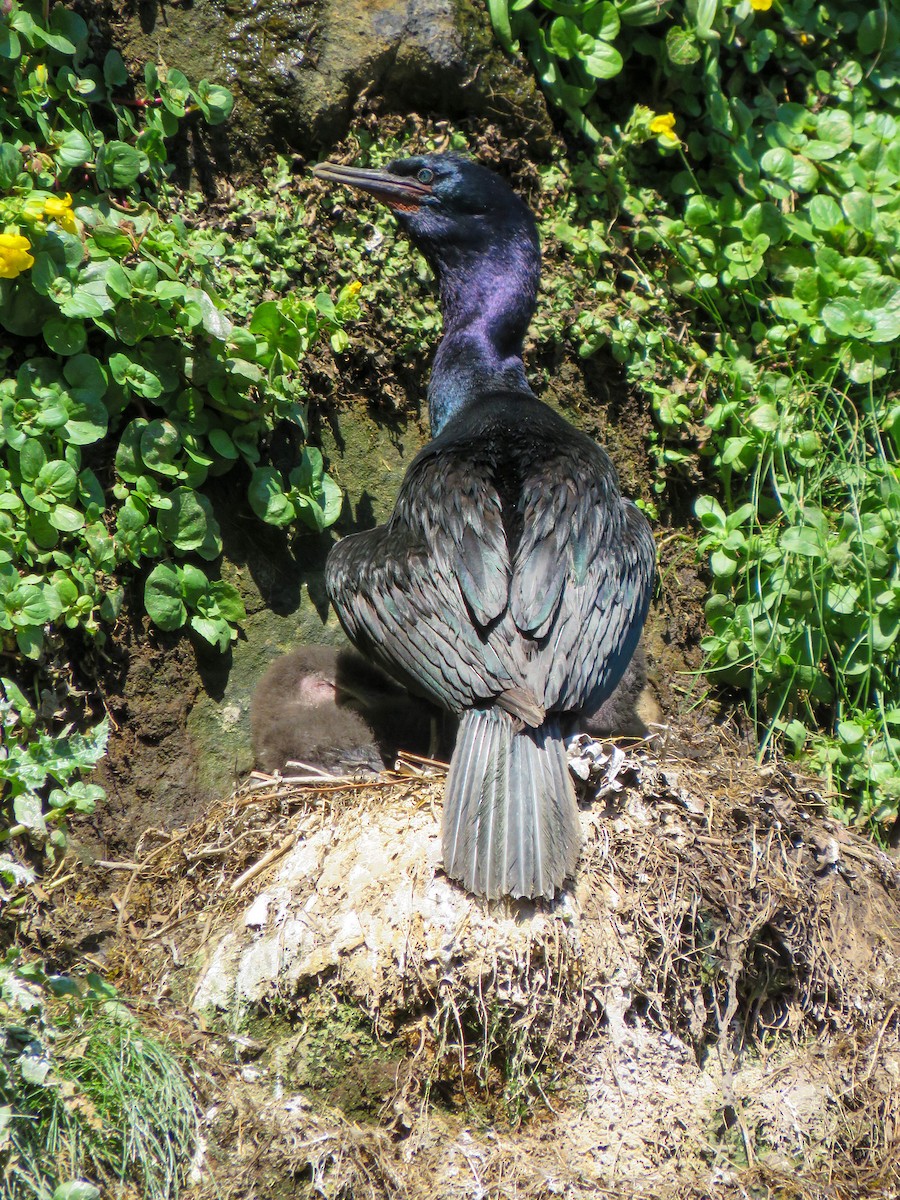 Cormorán Pelágico - ML599740611