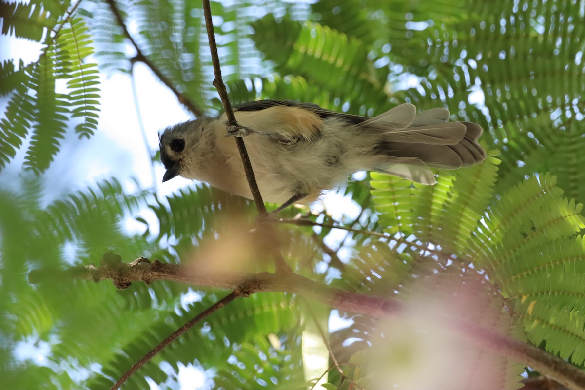 Tufted Titmouse - ML599740691