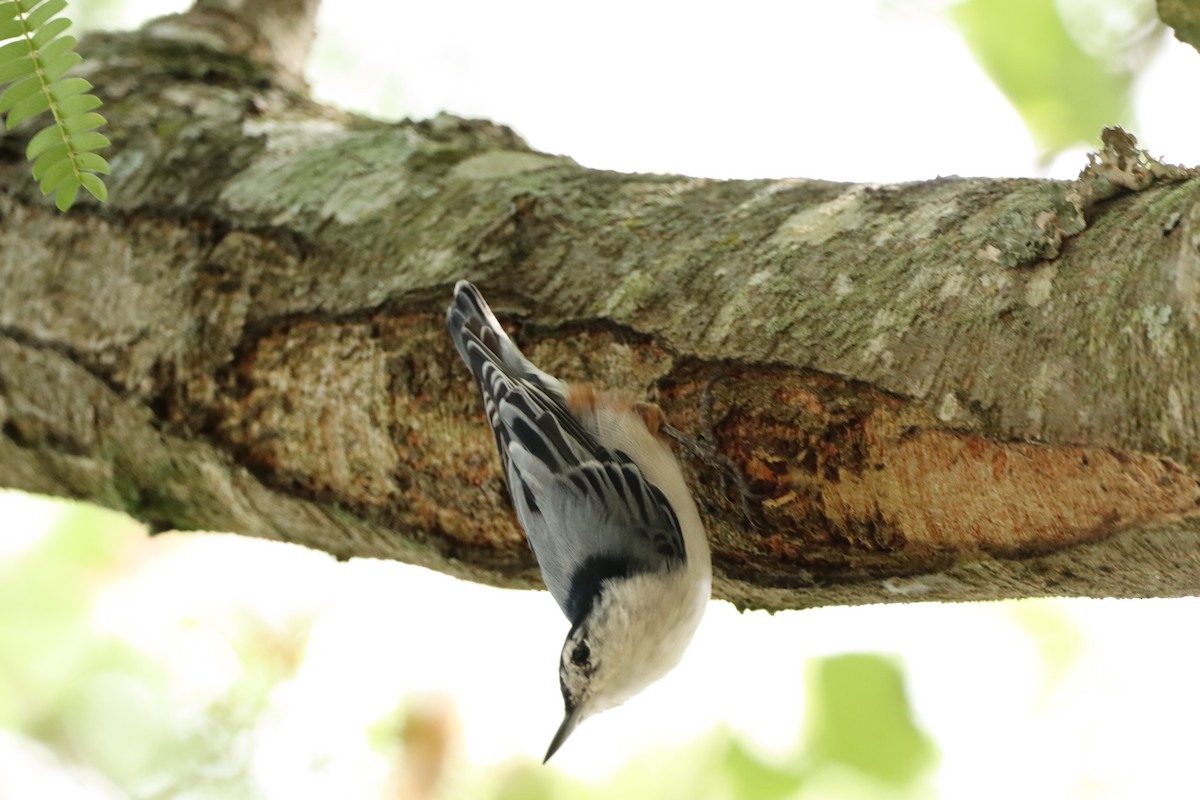 White-breasted Nuthatch - ML599740831