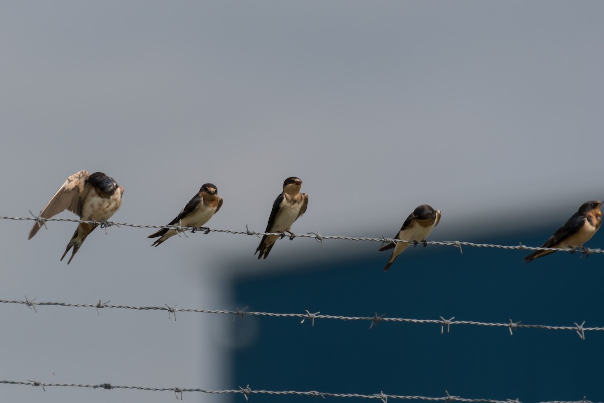 Barn Swallow - ML599741221