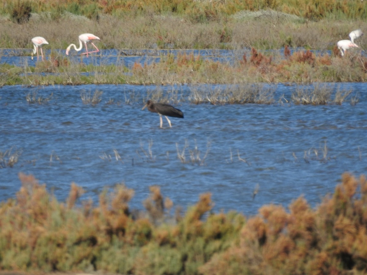 Black Stork - ML599741241