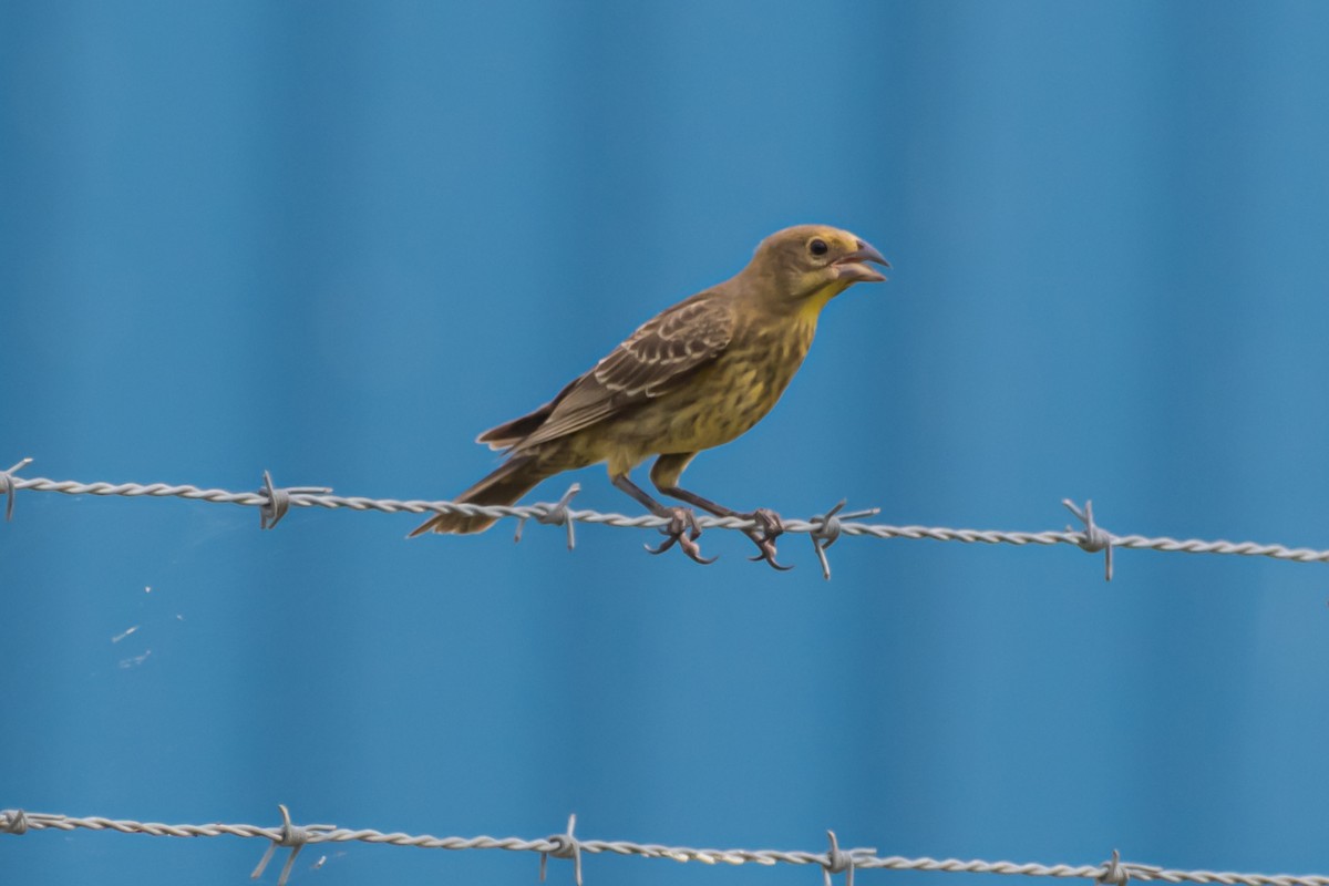 Brown-headed Cowbird - ML599741331