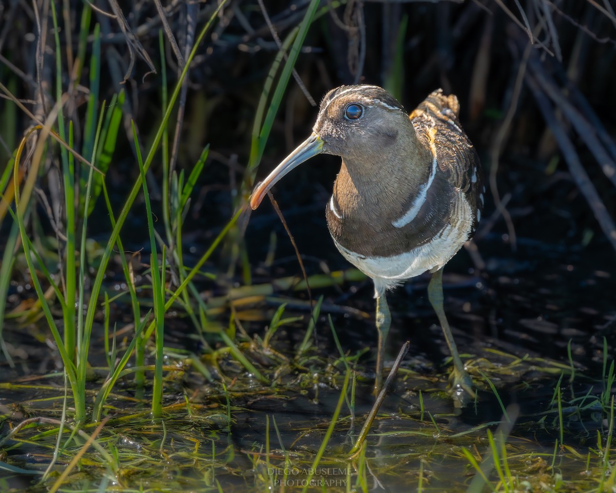 South American Painted-Snipe - ML599743041