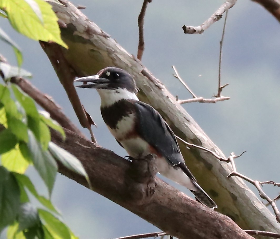 Belted Kingfisher - ML599743581