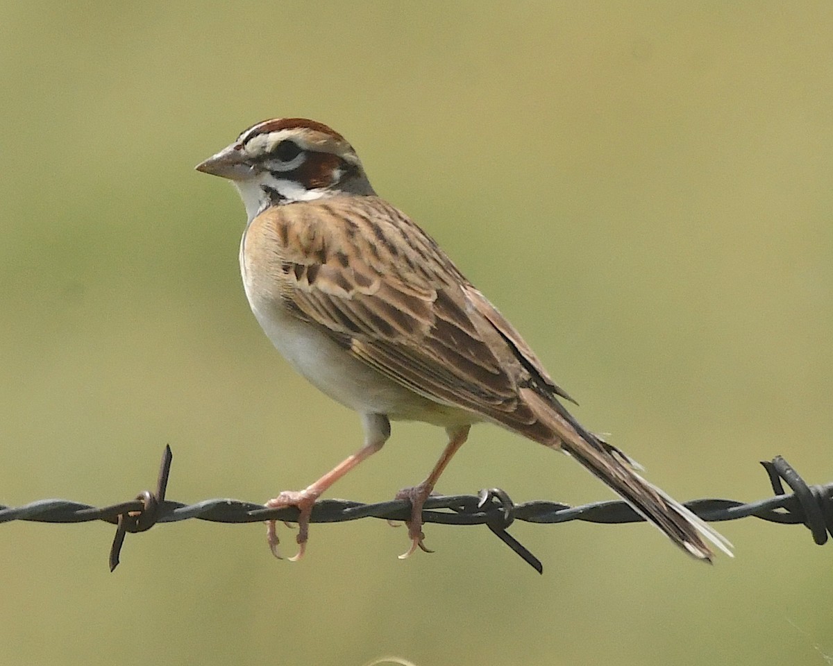 Lark Sparrow - ML599744311