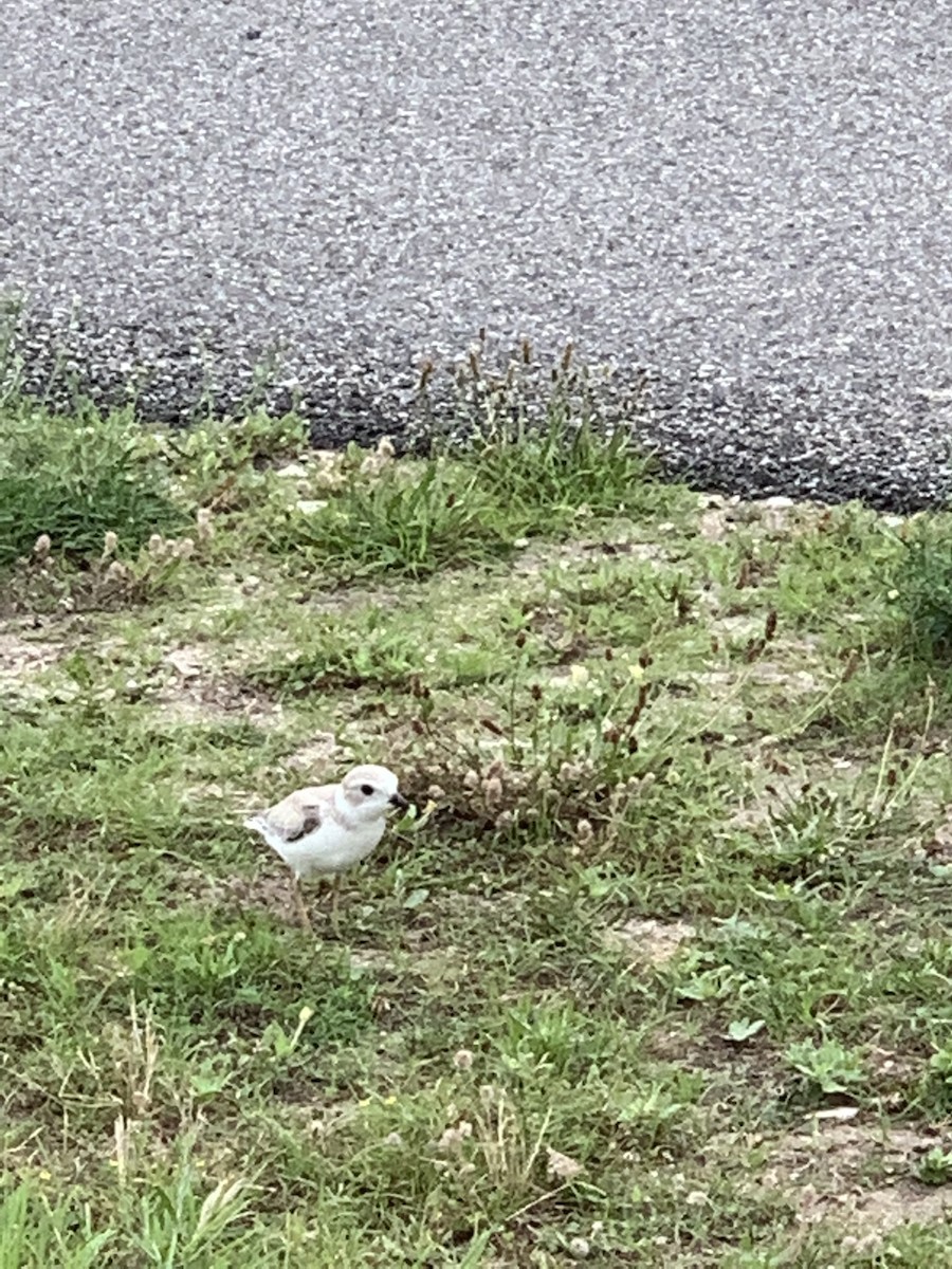 Piping Plover - Christie Tashjian