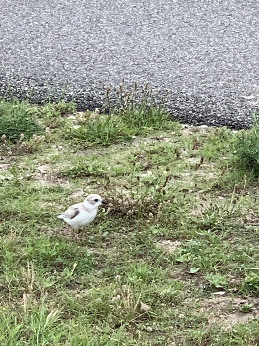 Piping Plover - ML599744361