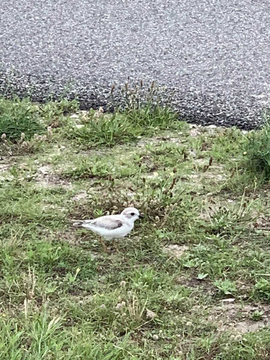 Piping Plover - ML599744381