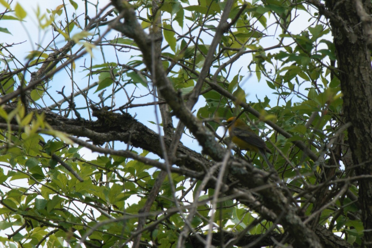 Blue-winged Warbler - ML59974451