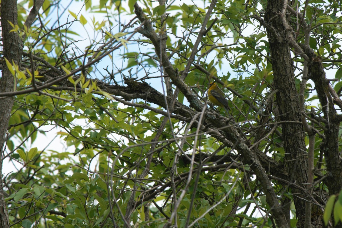 Blue-winged Warbler - ML59974461