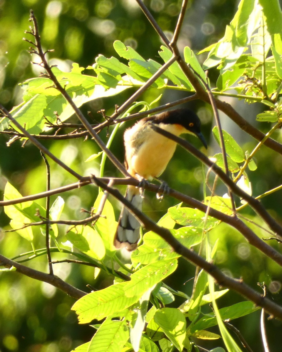 Black-capped Donacobius - ML599744691