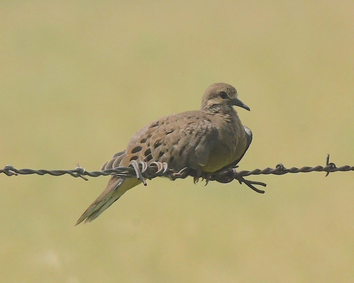 Mourning Dove - ML599744701