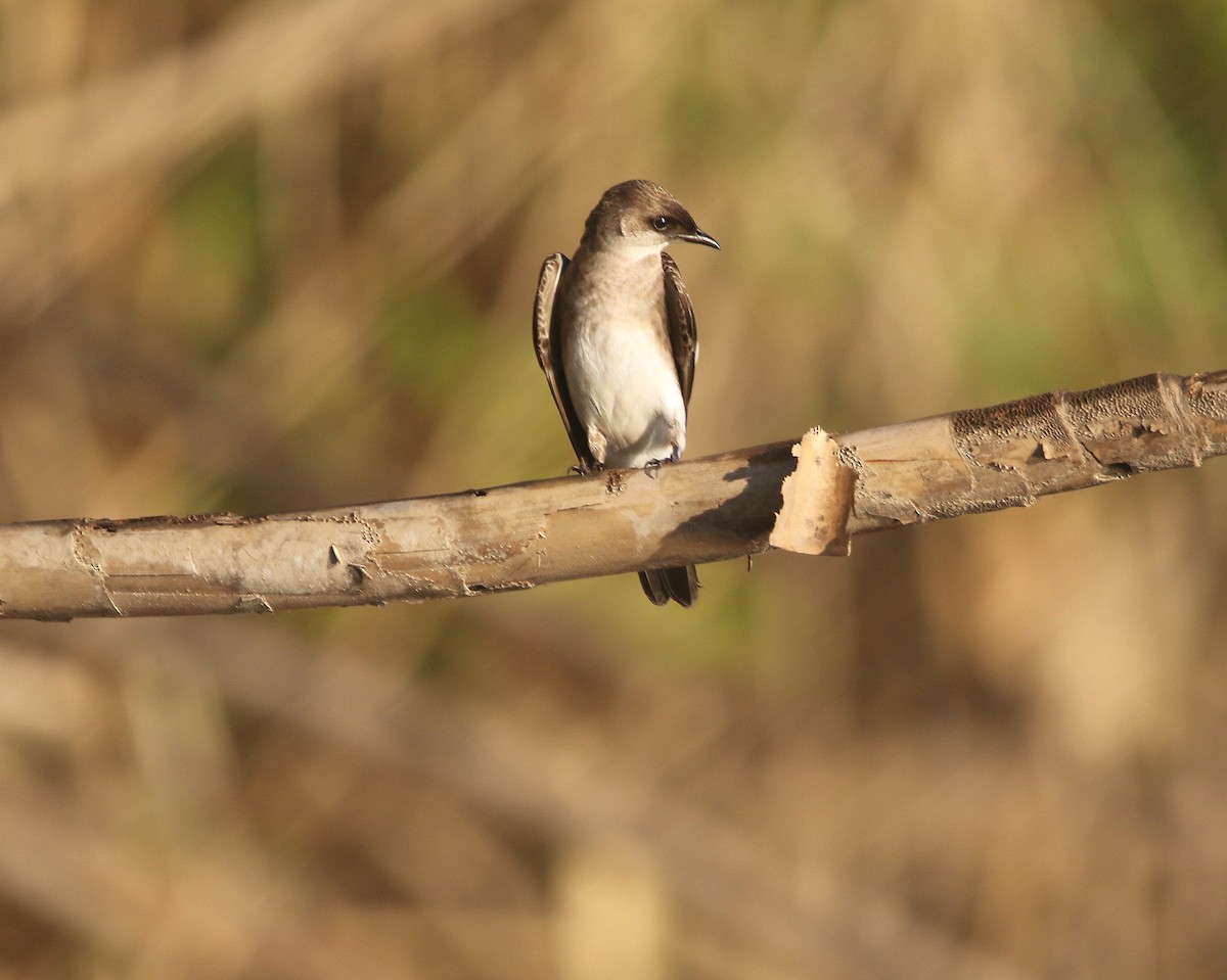 Southern Rough-winged Swallow - ML599744821