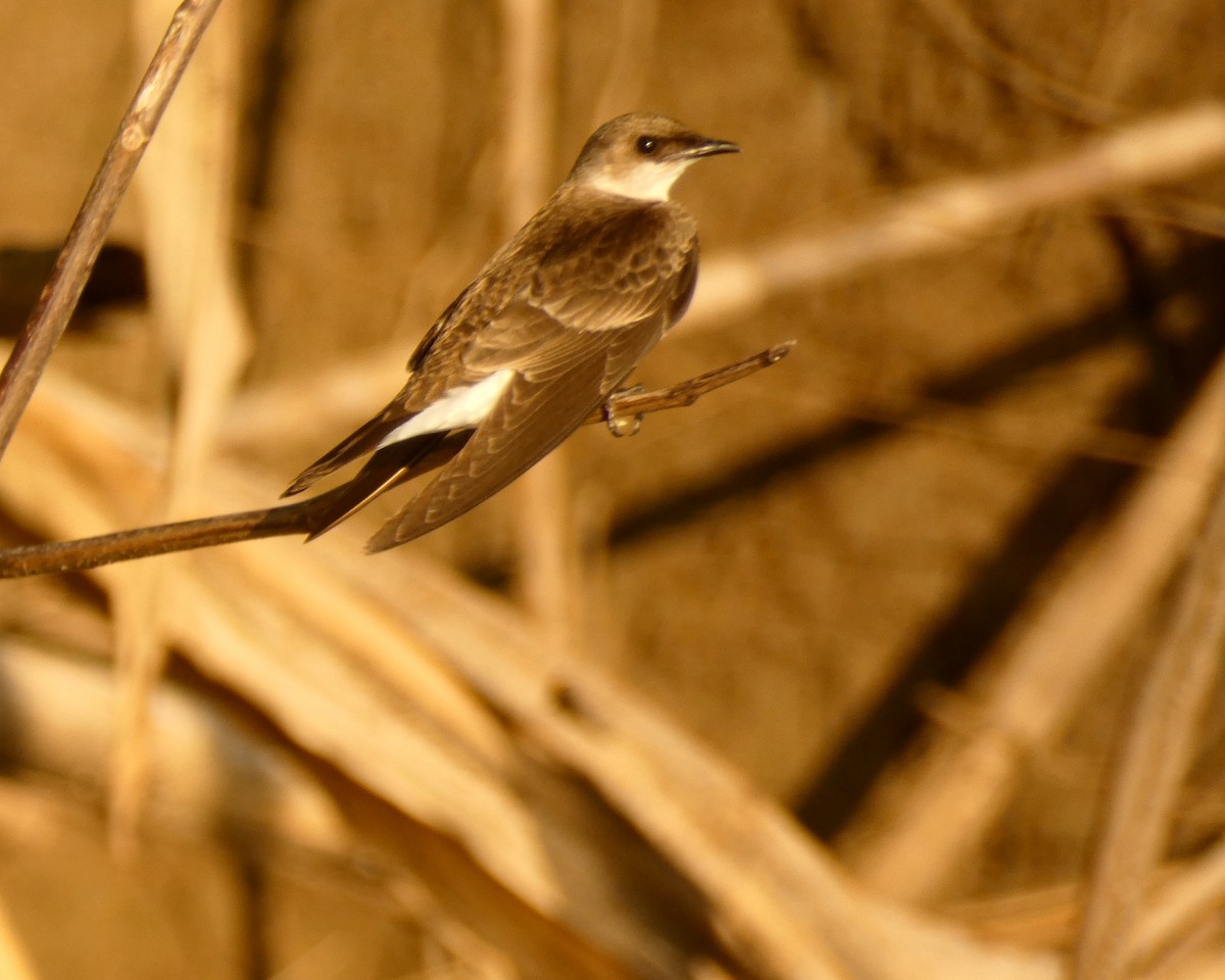 Southern Rough-winged Swallow - ML599744921
