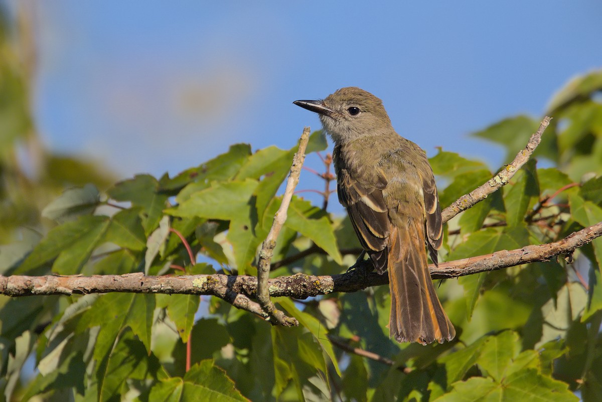 Great Crested Flycatcher - ML599745011