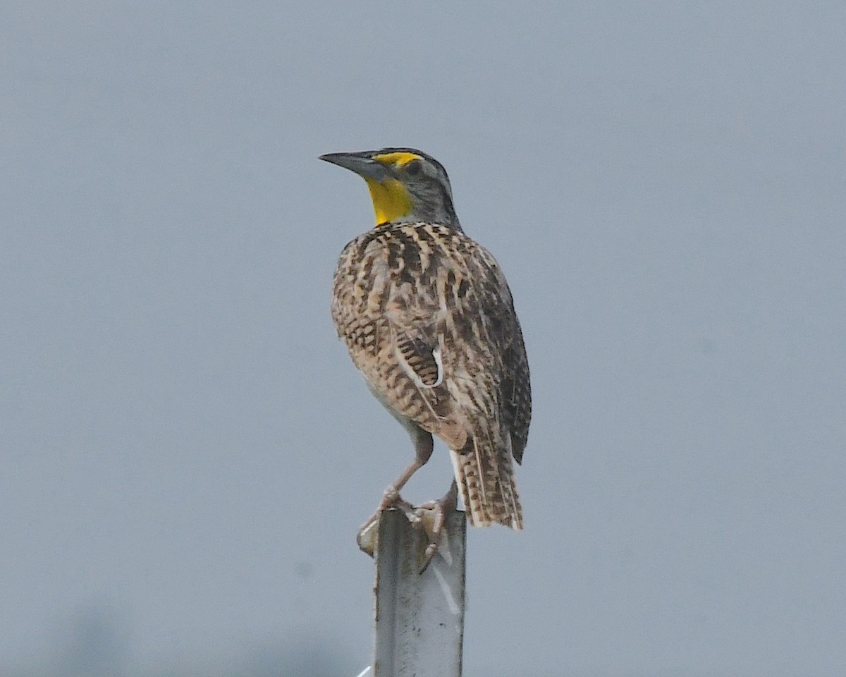 Western Meadowlark - ML599745071