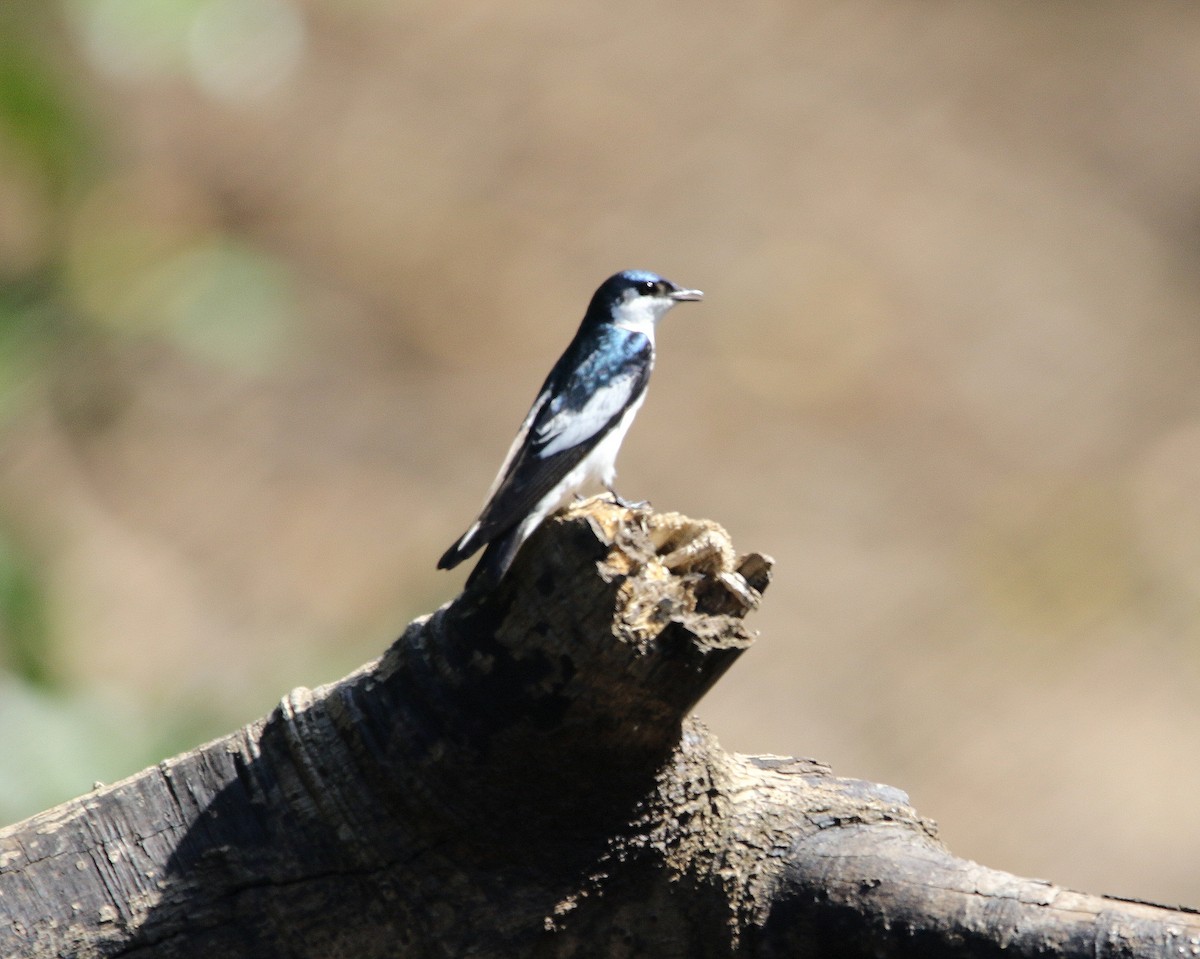 White-winged Swallow - ML599745161