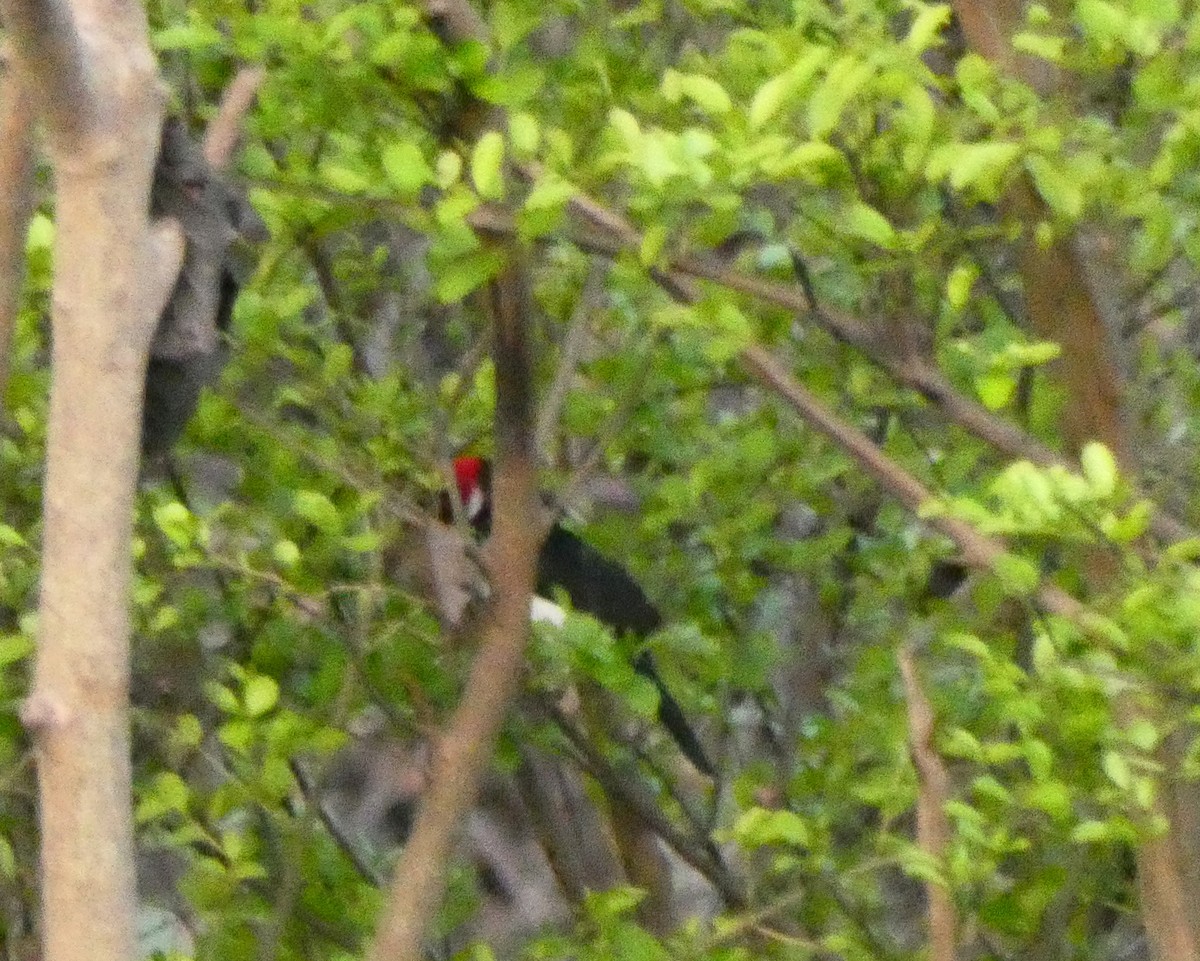 Red-capped Cardinal - ML599745331