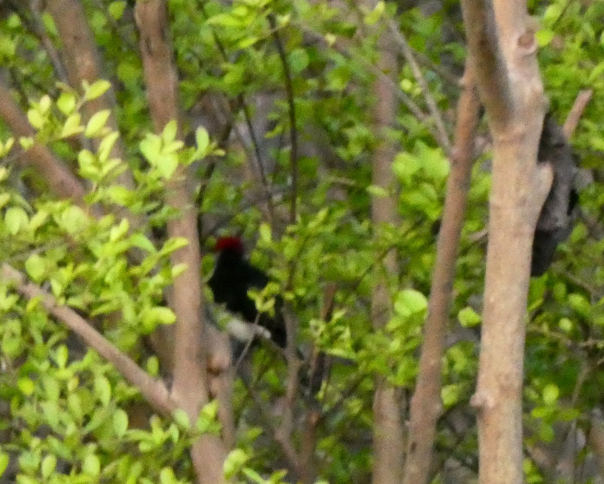 Red-capped Cardinal - ML599745371