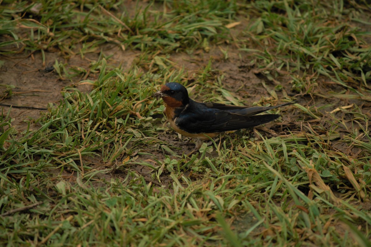 Golondrina Común - ML59974631