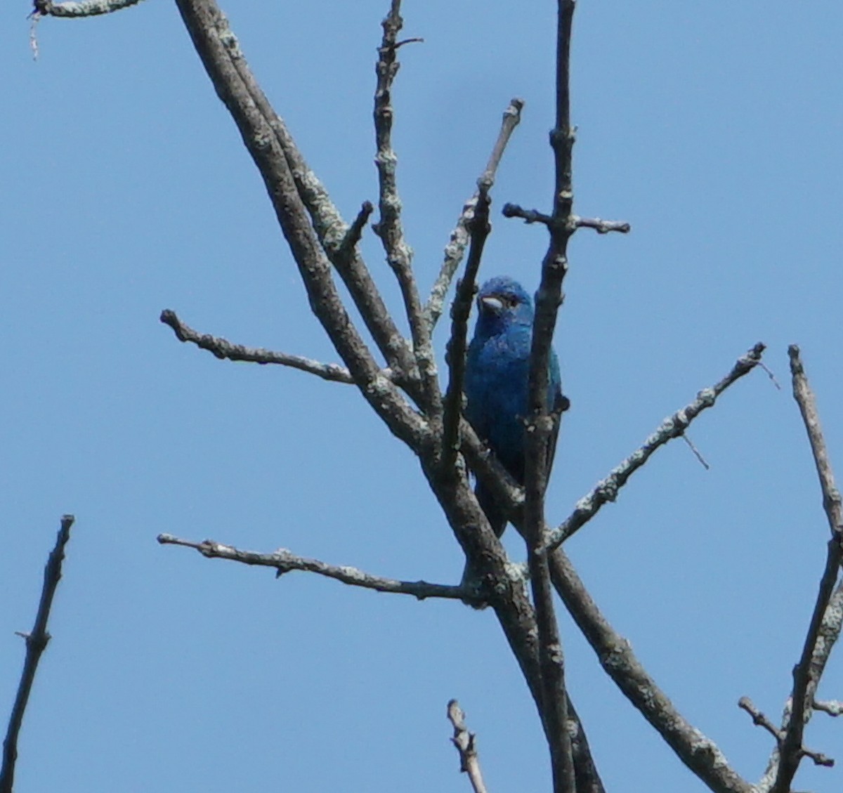 Indigo Bunting - Melody Ragle