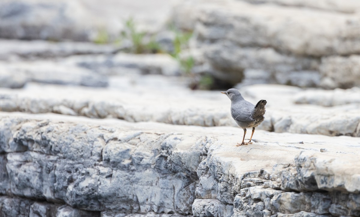 American Dipper - ML599747231