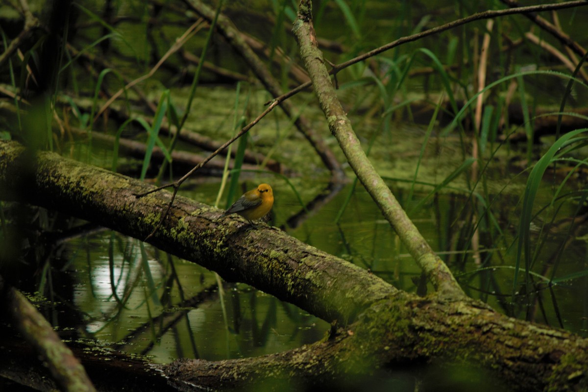 Paruline orangée - ML59974741