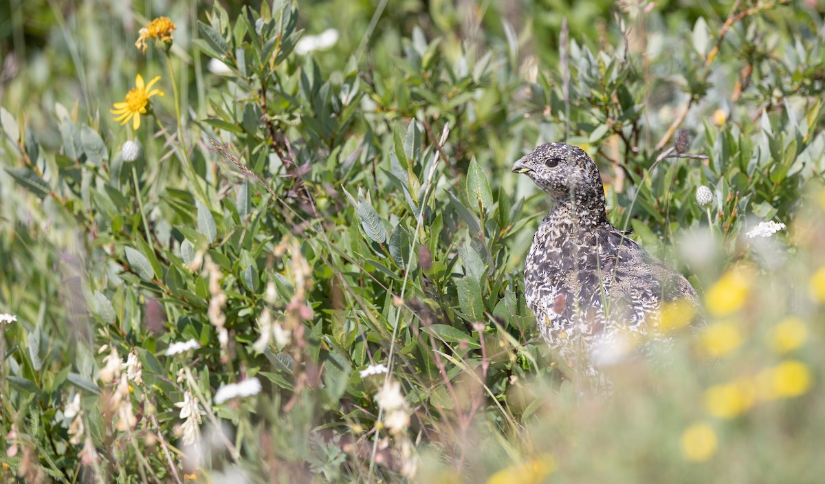 White-tailed Ptarmigan - ML599747491