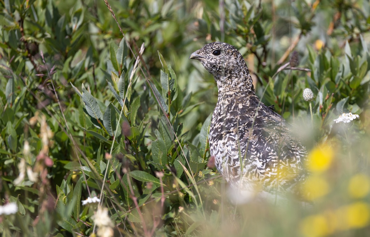 White-tailed Ptarmigan - ML599747501