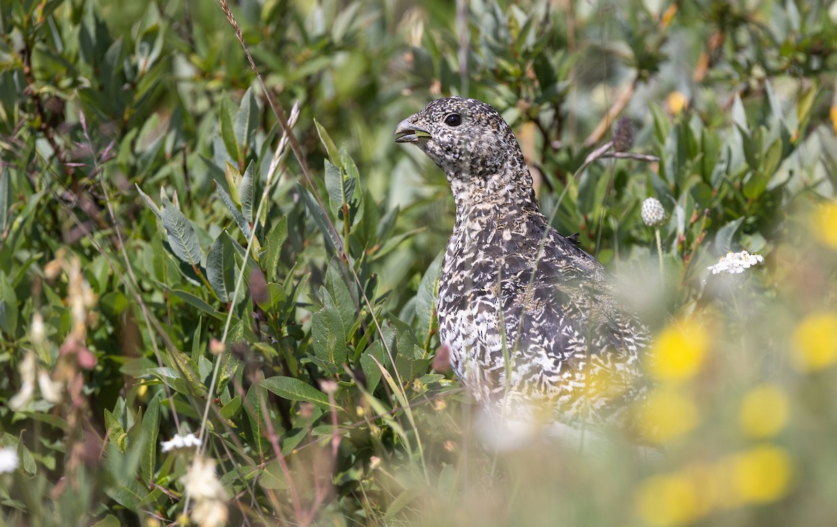 White-tailed Ptarmigan - ML599747521