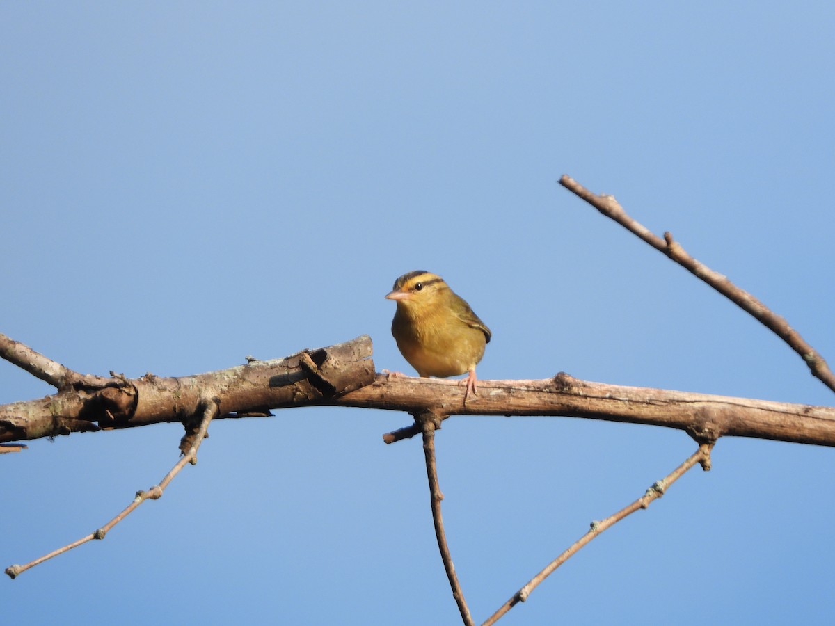 Worm-eating Warbler - ML599748061