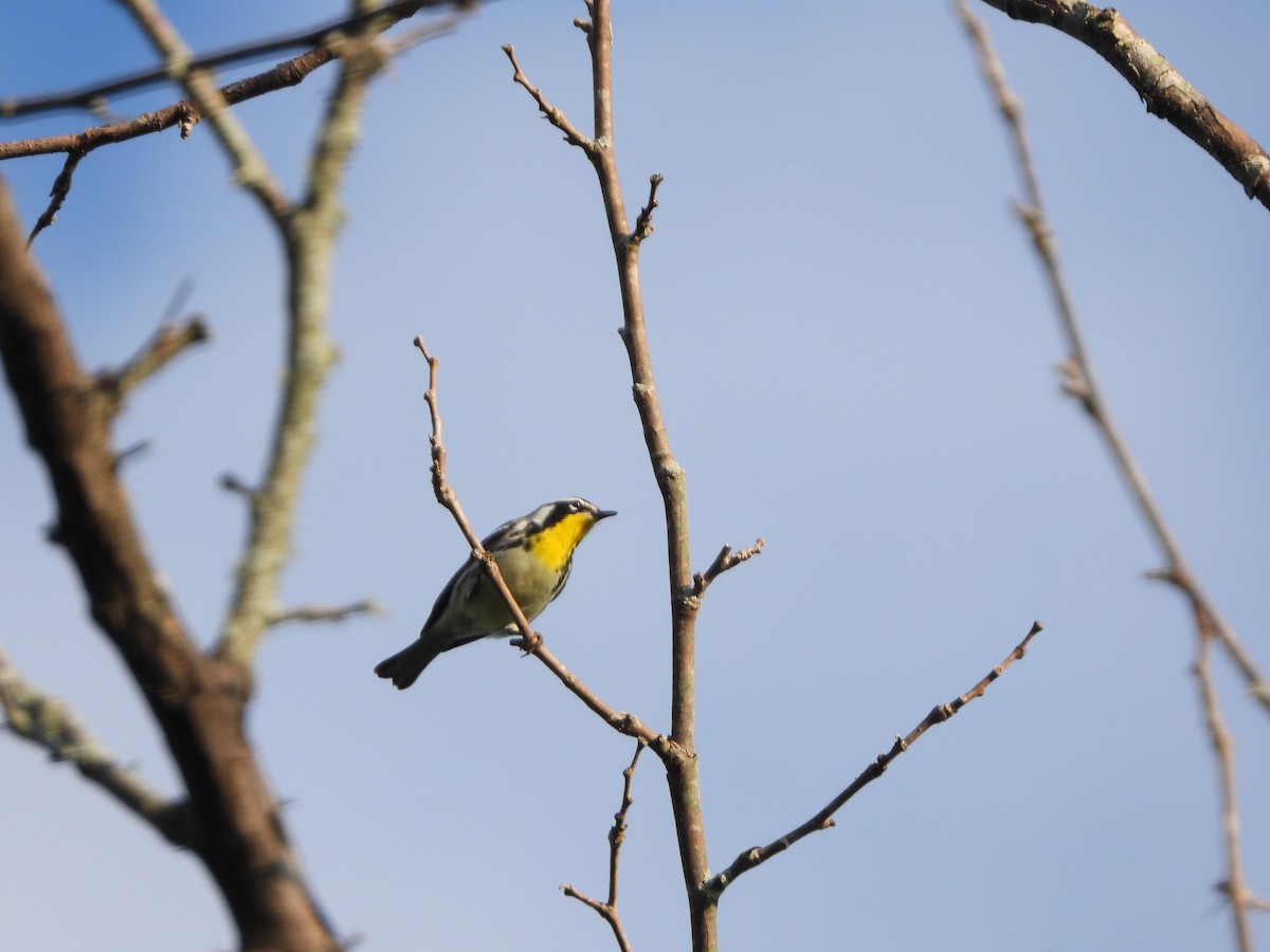 Yellow-throated Warbler - Julie Frost