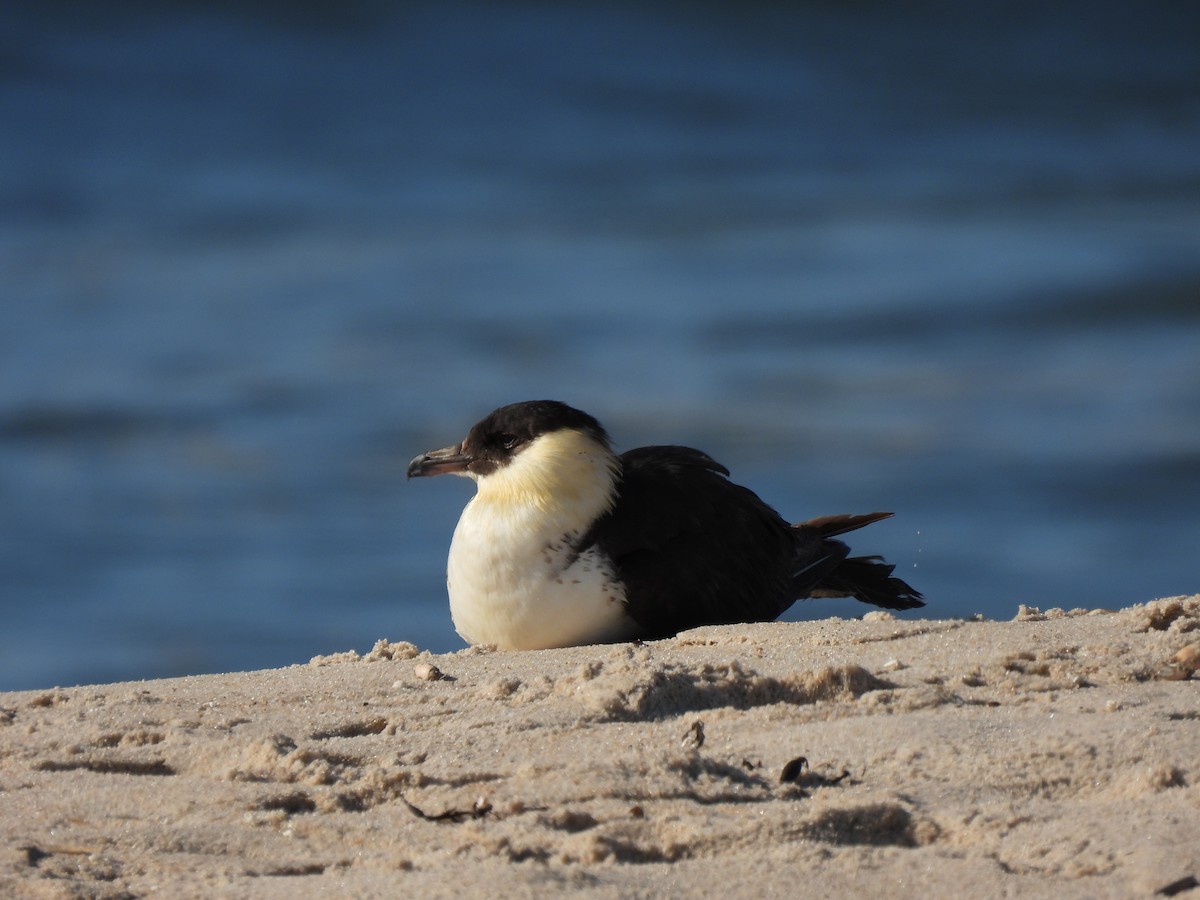 Pomarine Jaeger - Patrice Domeischel