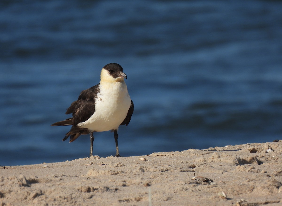 Pomarine Jaeger - Patrice Domeischel