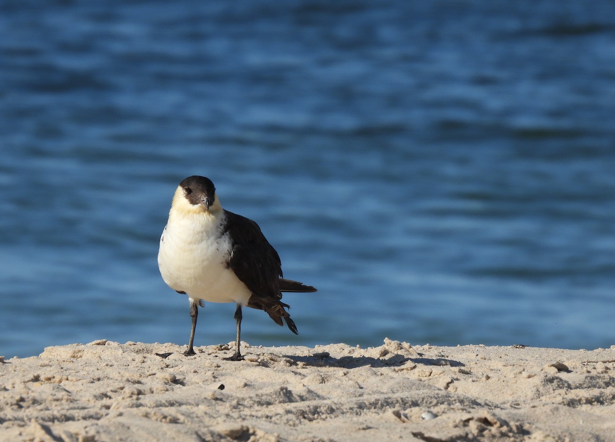 Pomarine Jaeger - Patrice Domeischel