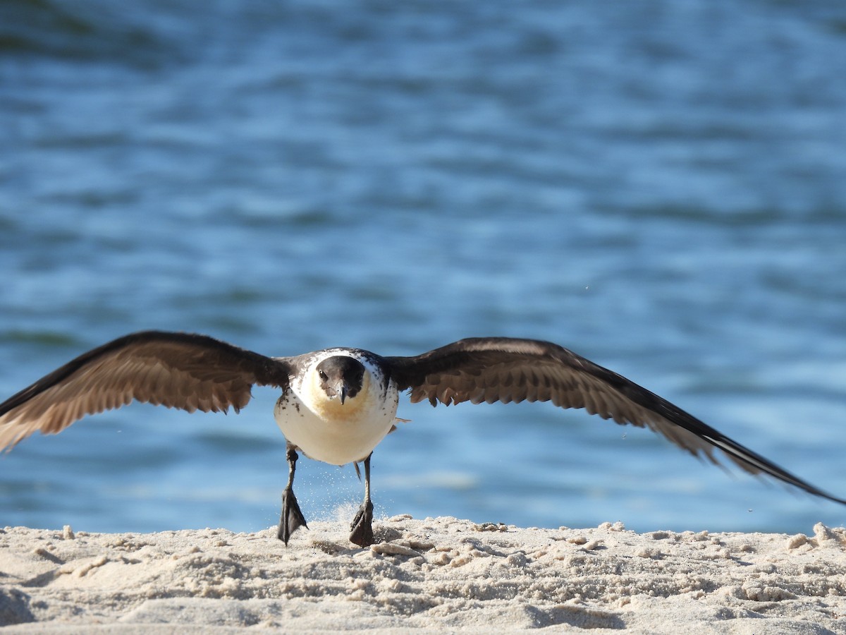 Pomarine Jaeger - Patrice Domeischel