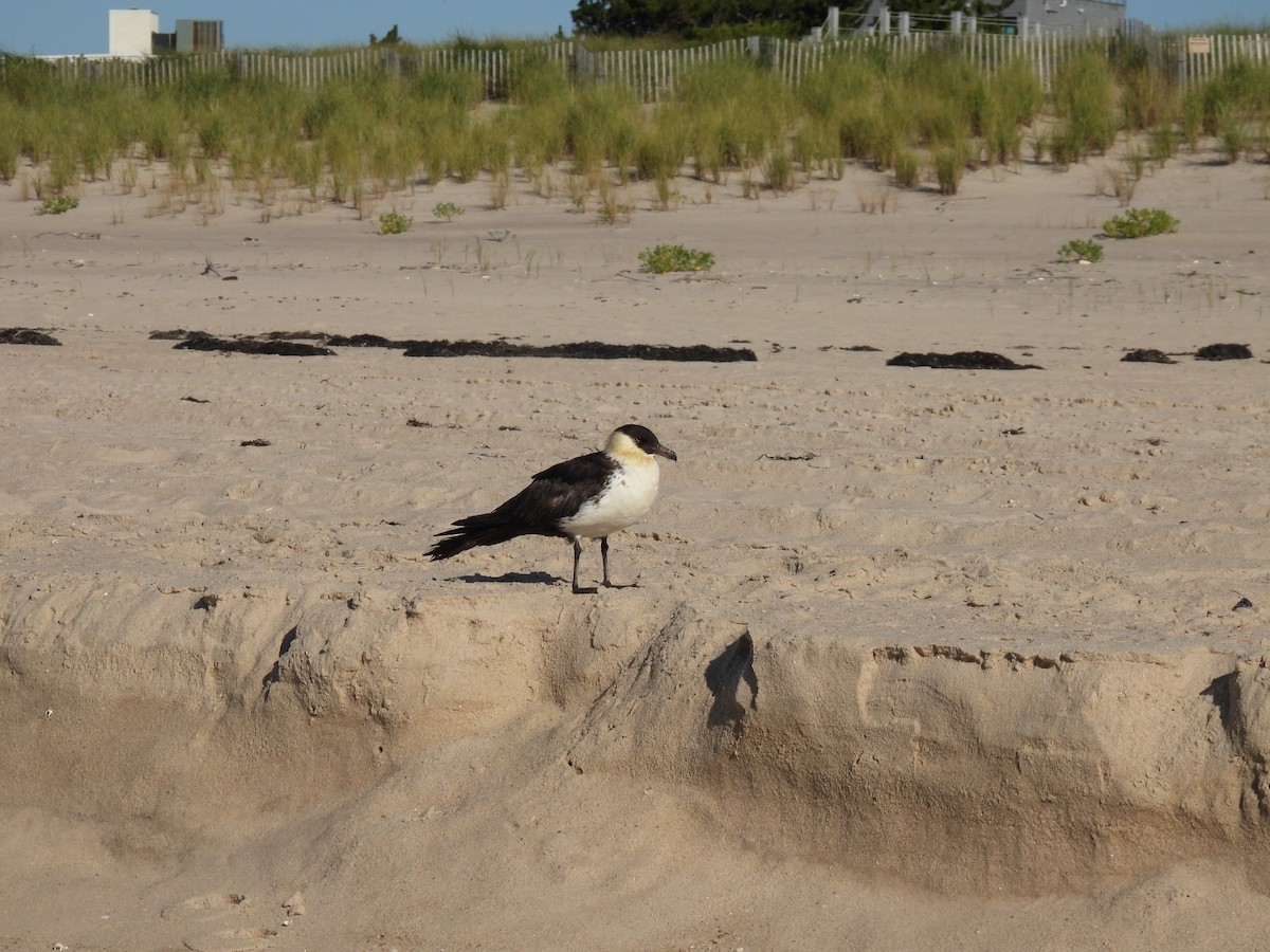 Pomarine Jaeger - Patrice Domeischel