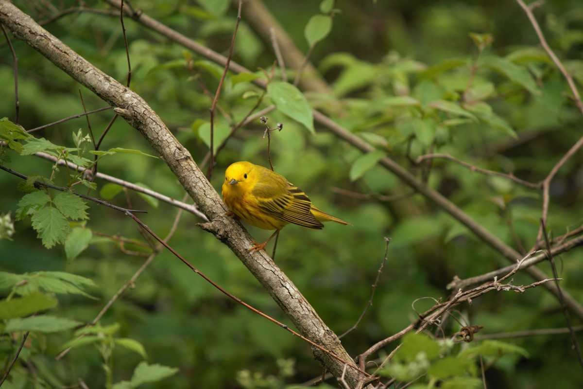 Paruline jaune - ML59974971