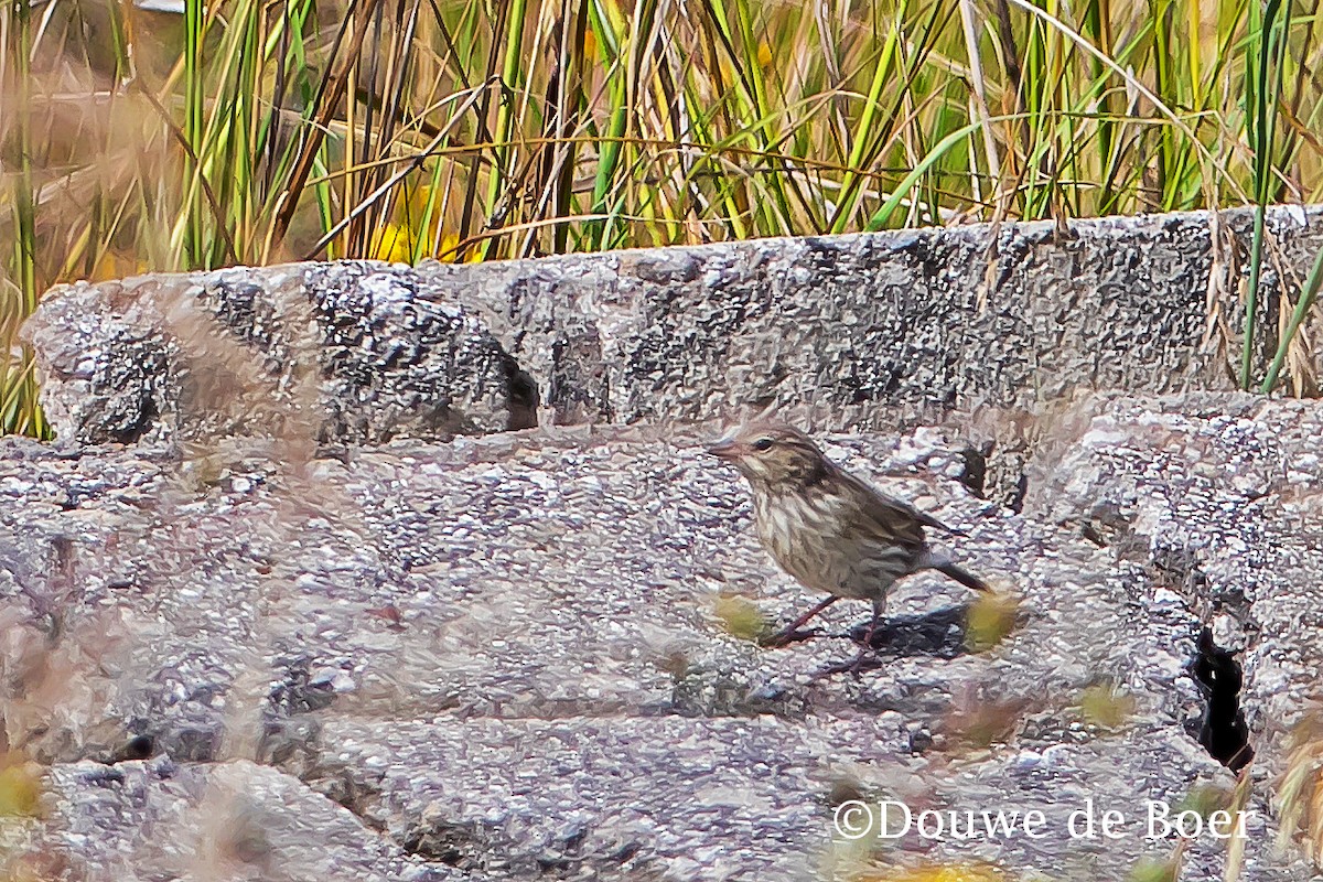 Ash-breasted Sierra Finch - Douwe de Boer