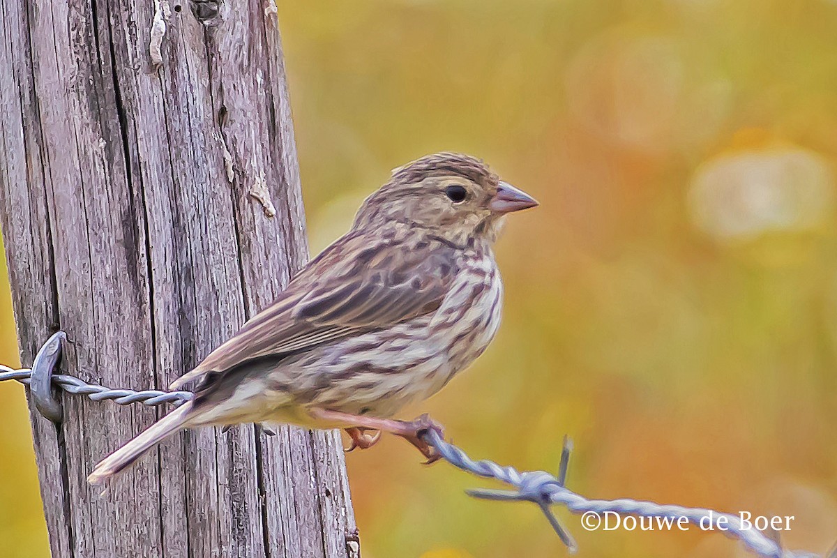 Ash-breasted Sierra Finch - ML599750841