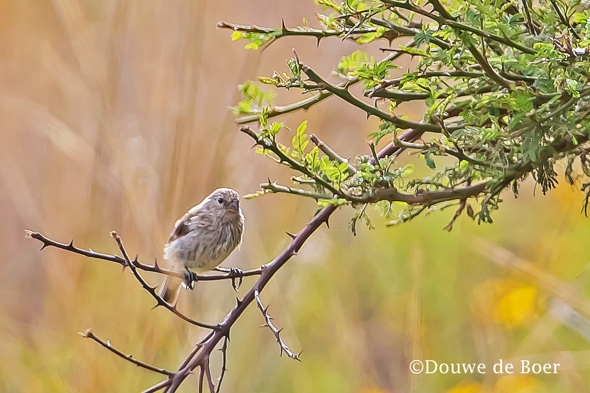 Ash-breasted Sierra Finch - ML599750861