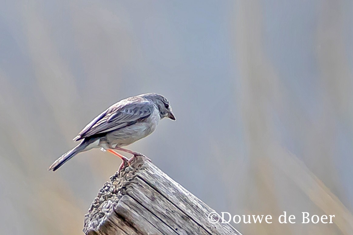 Ash-breasted Sierra Finch - Douwe de Boer