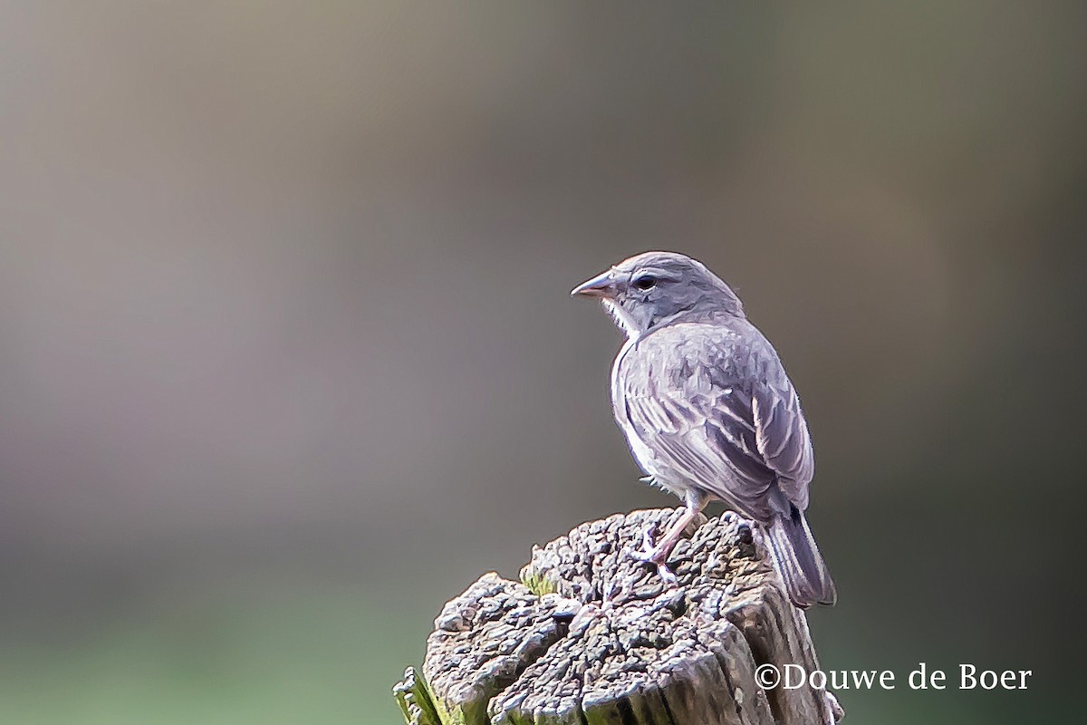 Ash-breasted Sierra Finch - Douwe de Boer