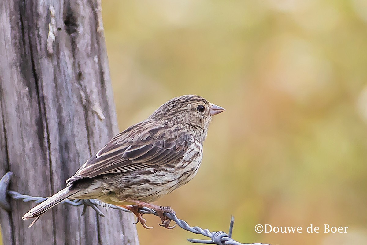 Ash-breasted Sierra Finch - Douwe de Boer