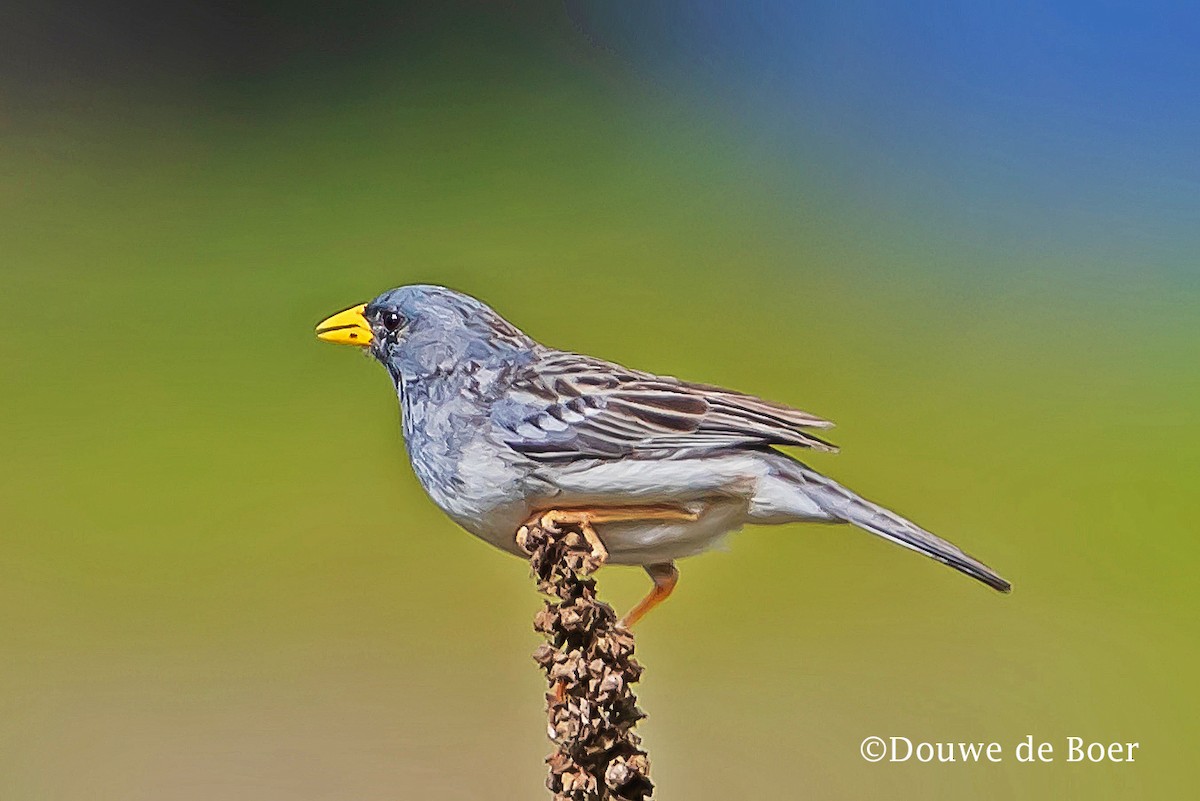 Band-tailed Sierra Finch - Douwe de Boer